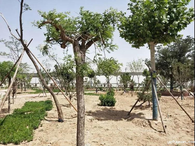 20200520109924.jpg 微信图片_20200520090456.jpg