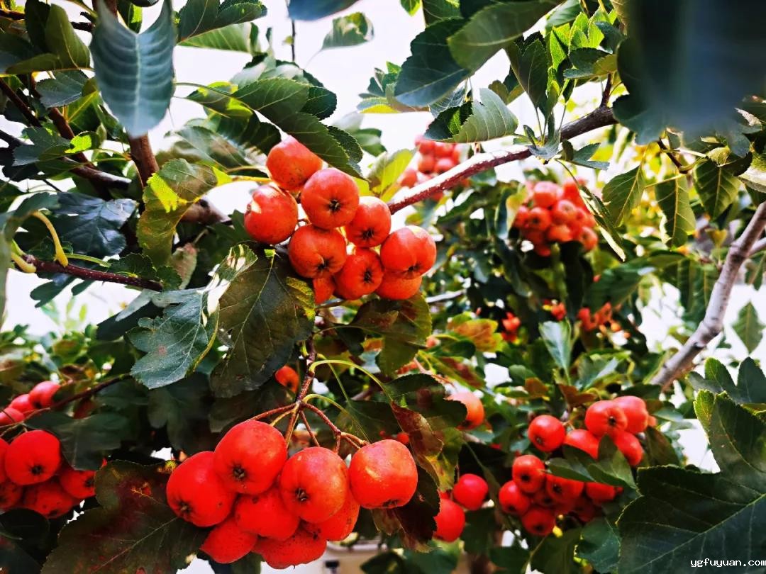 20201019119959.jpg 微信图片_20201019084327.jpg