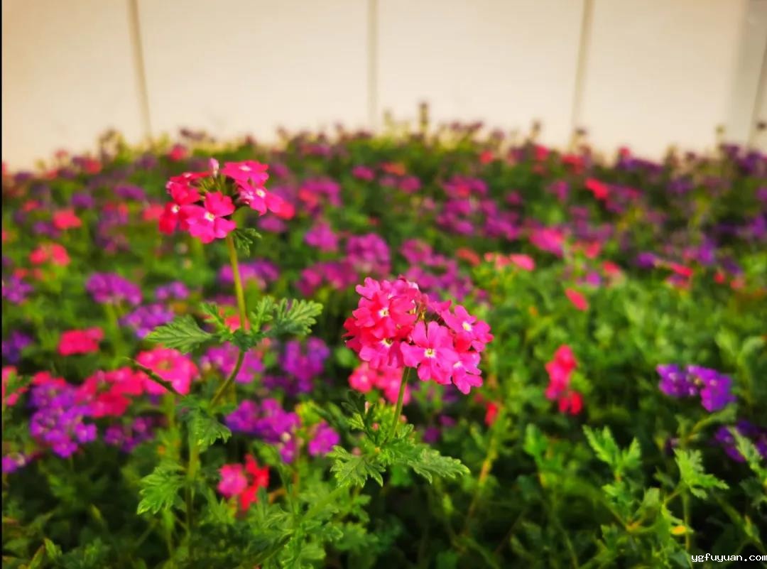 20201019126991.jpg 微信图片_20201019084333.jpg