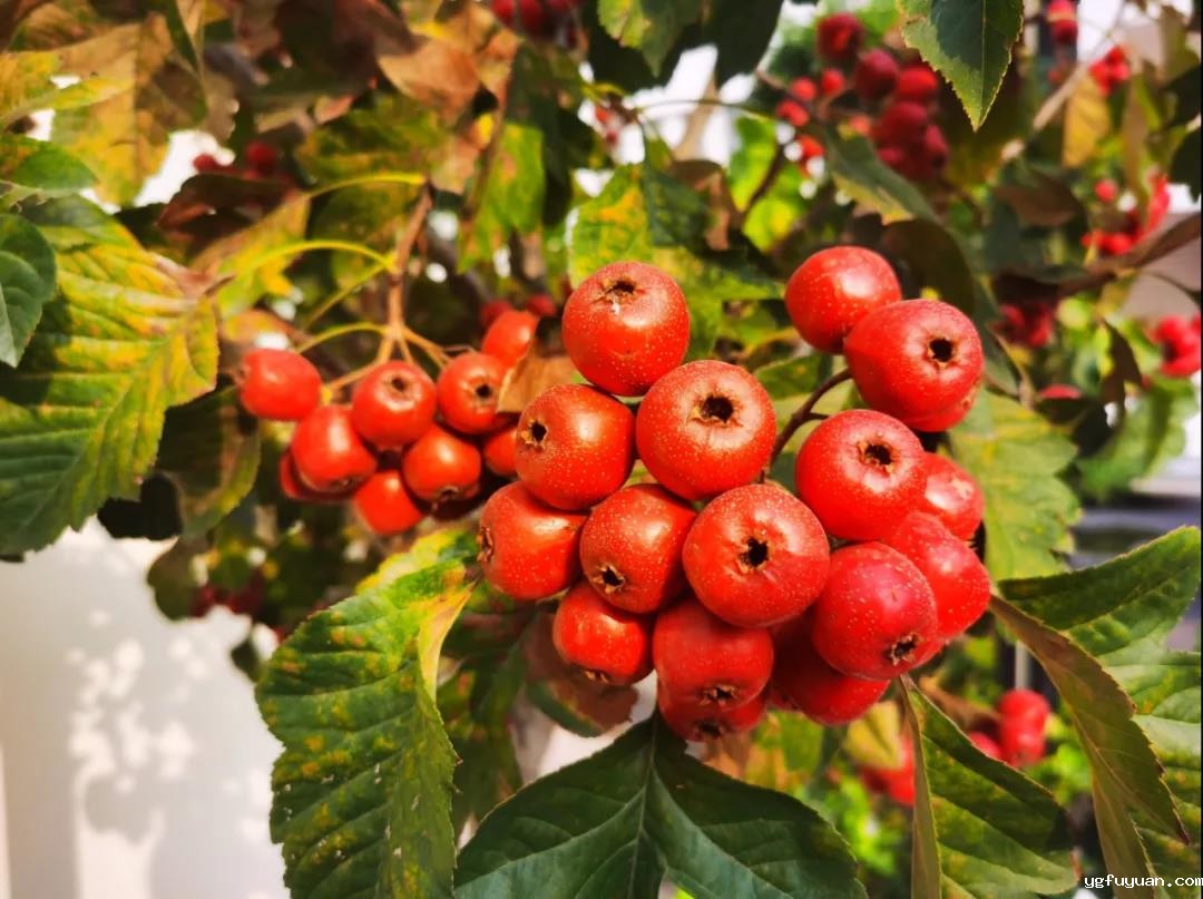 20201019356776.jpg 微信图片_20201019084340.jpg